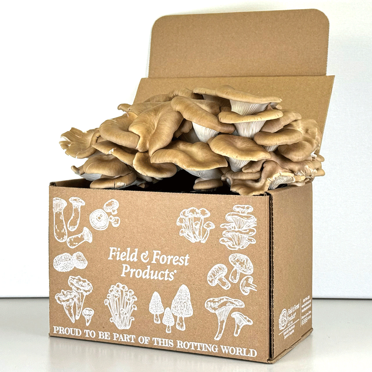 Tabletop Mushroom Farm