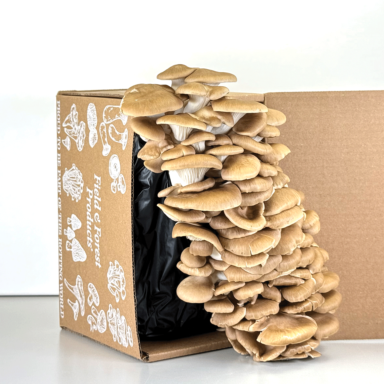 Tabletop Mushroom Farm